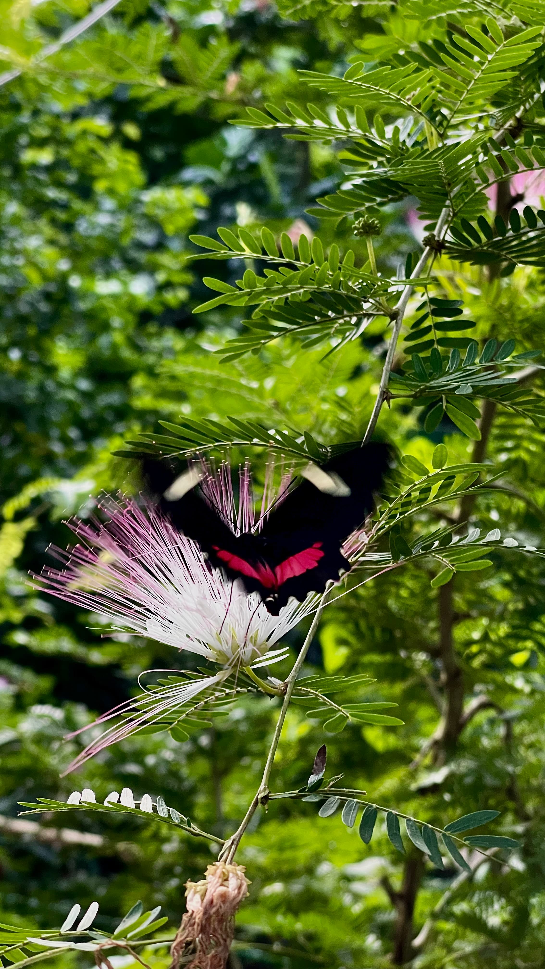 Tropical butterfly resting on a flower