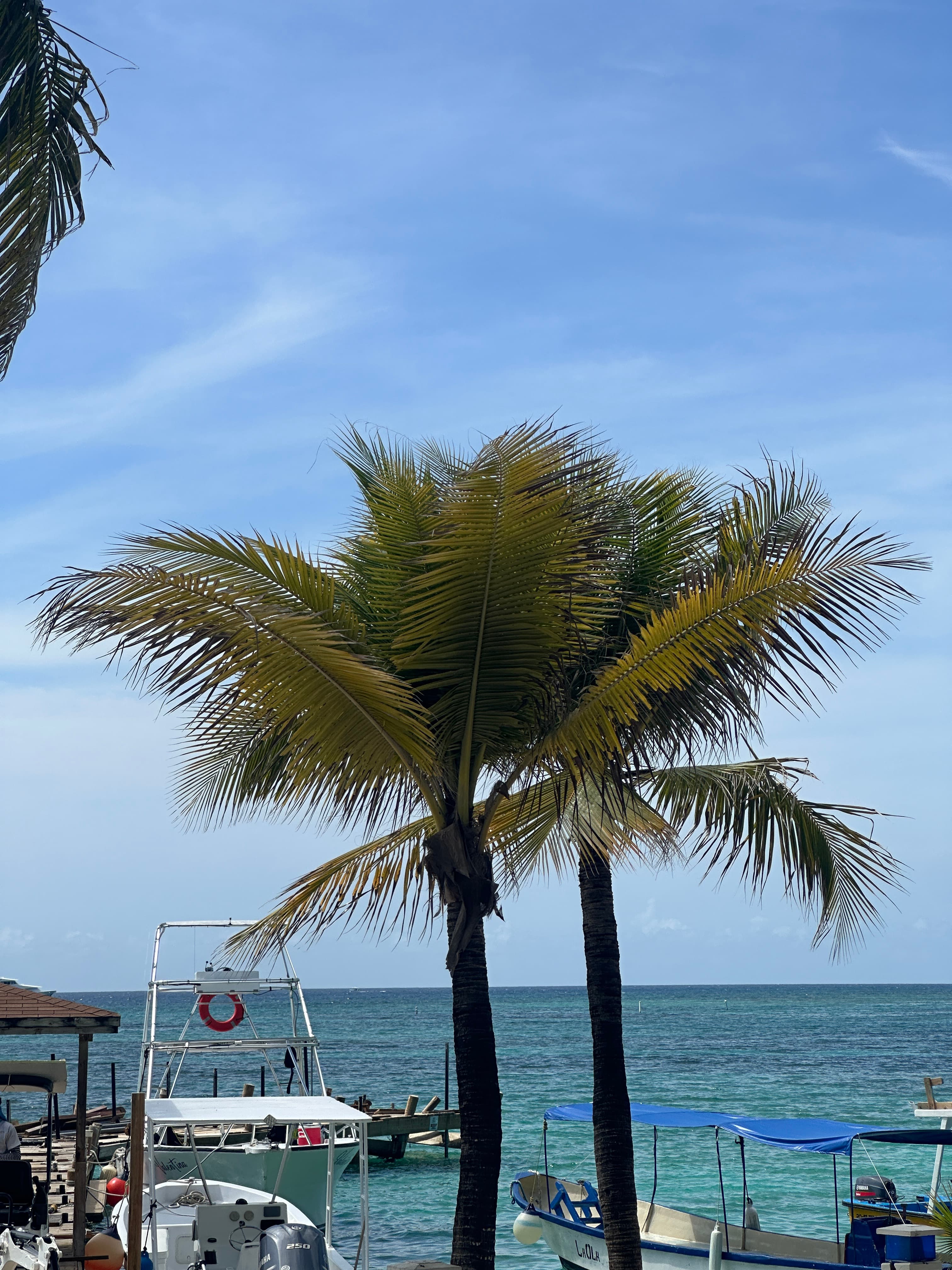 Palm and boats over turquoise water at West Bay