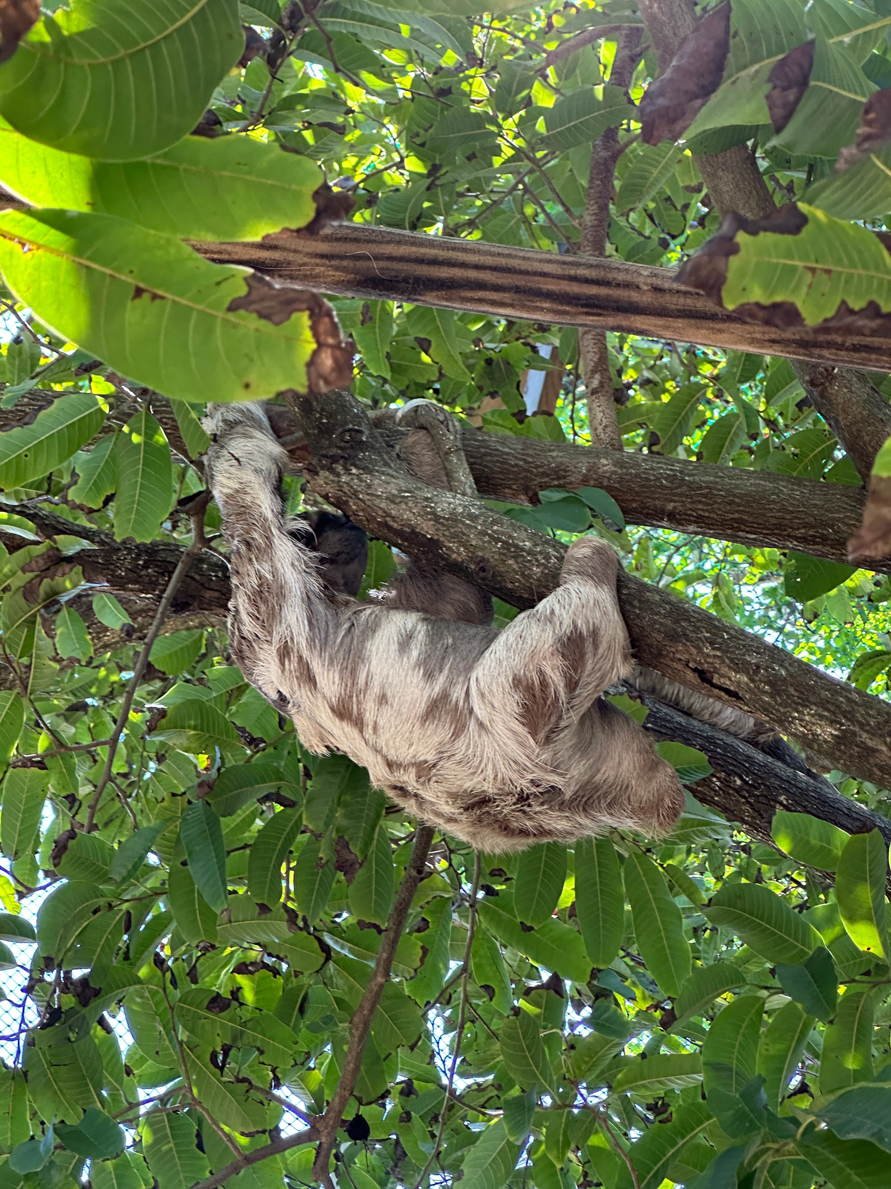 Three-toed sloth in the jungle canopy